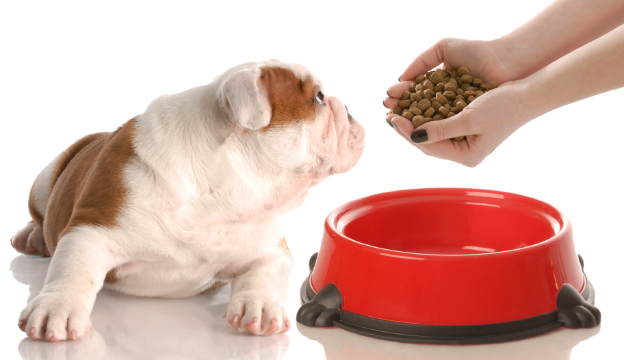 Клиники похудения для домашних животных